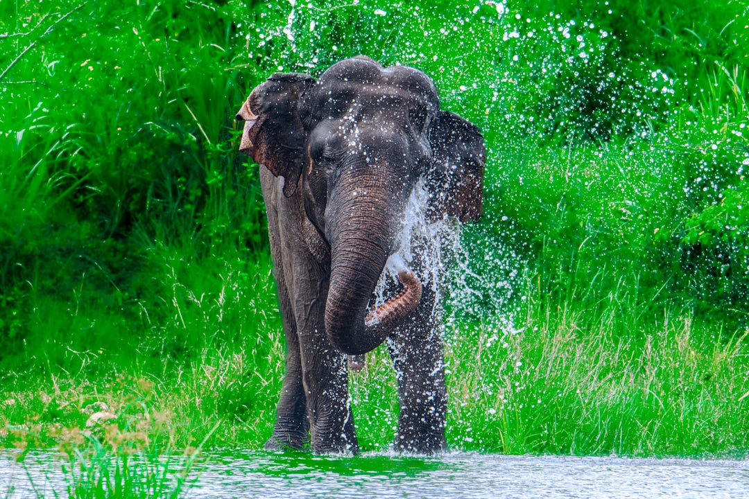 Voyage individuel au Sri Lanka