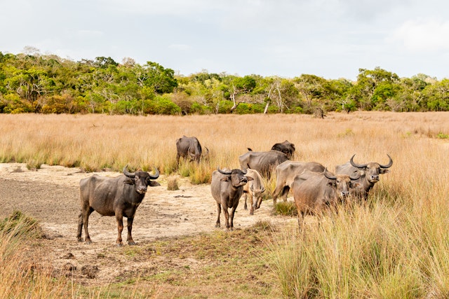 2 Wochen Sri Lanka: Kultur und Natur