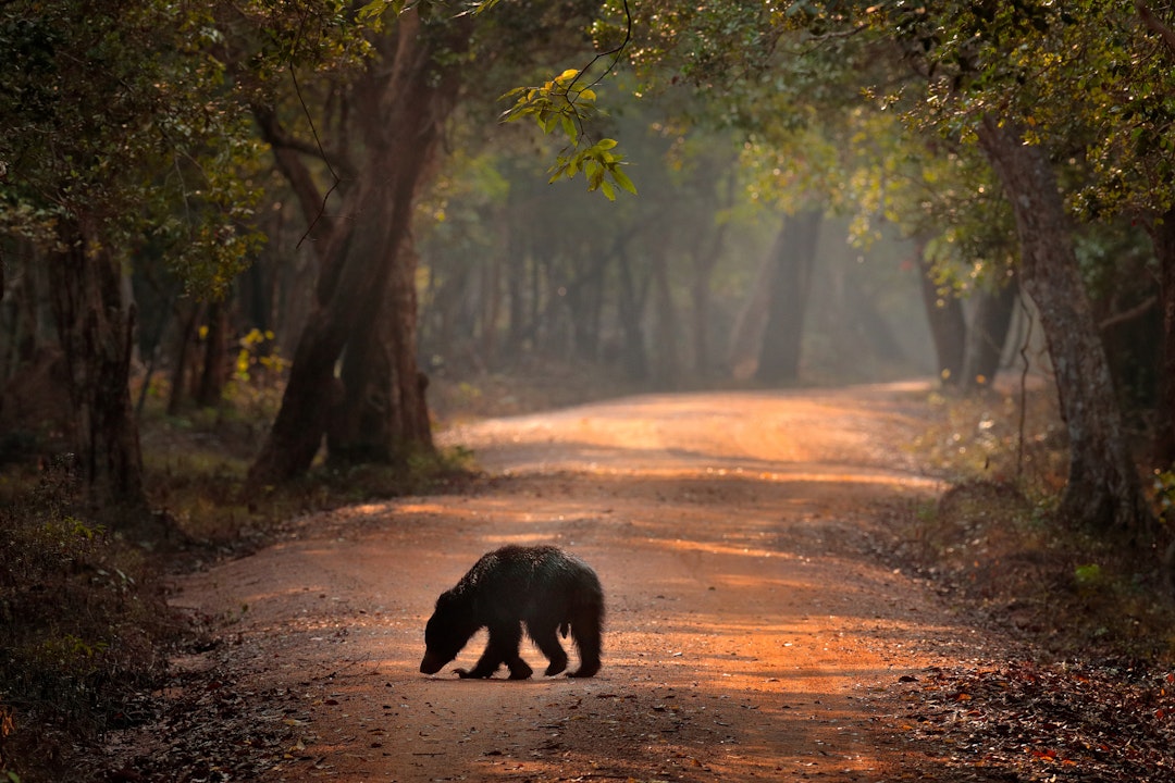 Sri Lanka Trekking & Natur Urlaub
