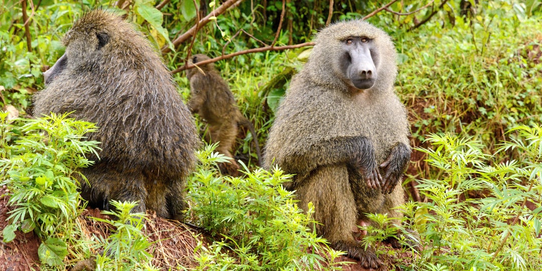 Tansania Familienreise mit Safari - 1 Woche