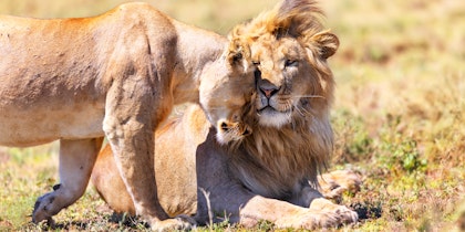 Tansania & Sansibar Rundreise 14 Tage: Serengeti Safari und Inselzeit - Image 4