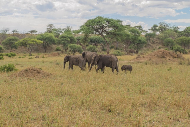 2 Wochen Lodge Safari Tansania