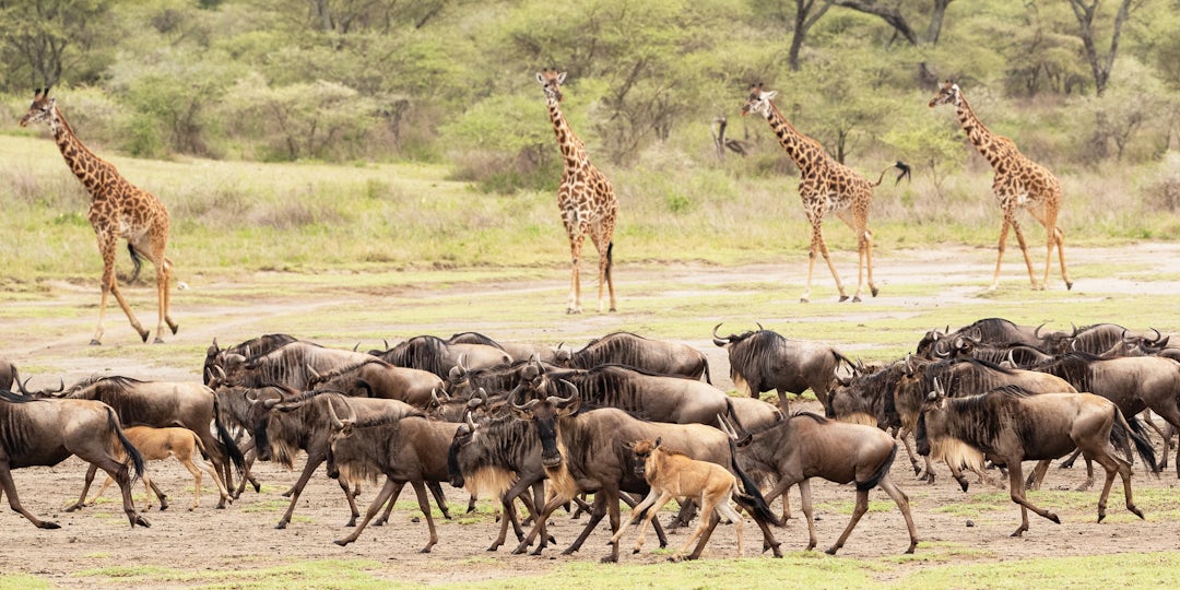 2 Wochen Lodge Safari Tansania