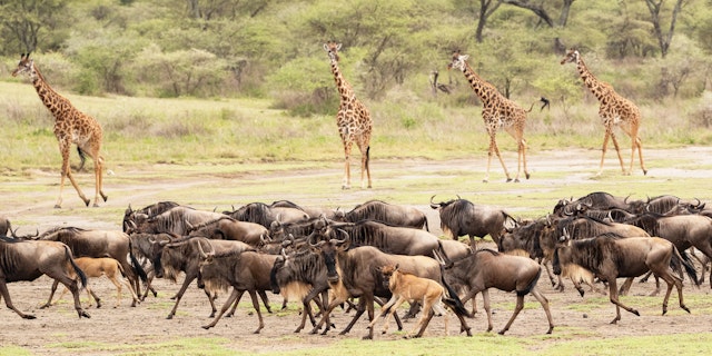 2 Wochen Lodge Safari Tansania