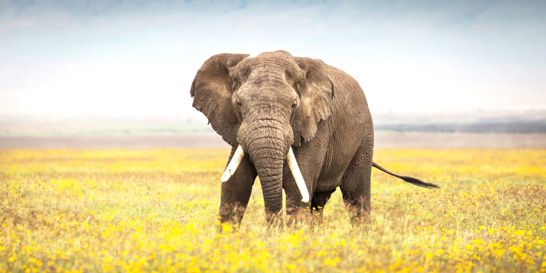 Safari en famille en Tanzanie