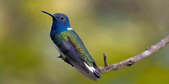 Acaime Natural Reserve-1