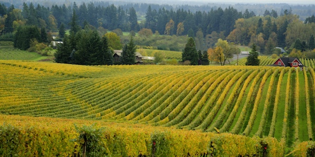 Willamette Valley-6