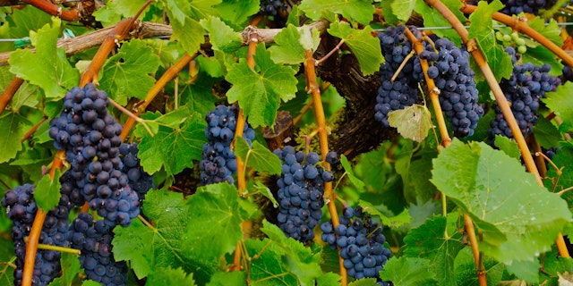 Willamette Valley-3