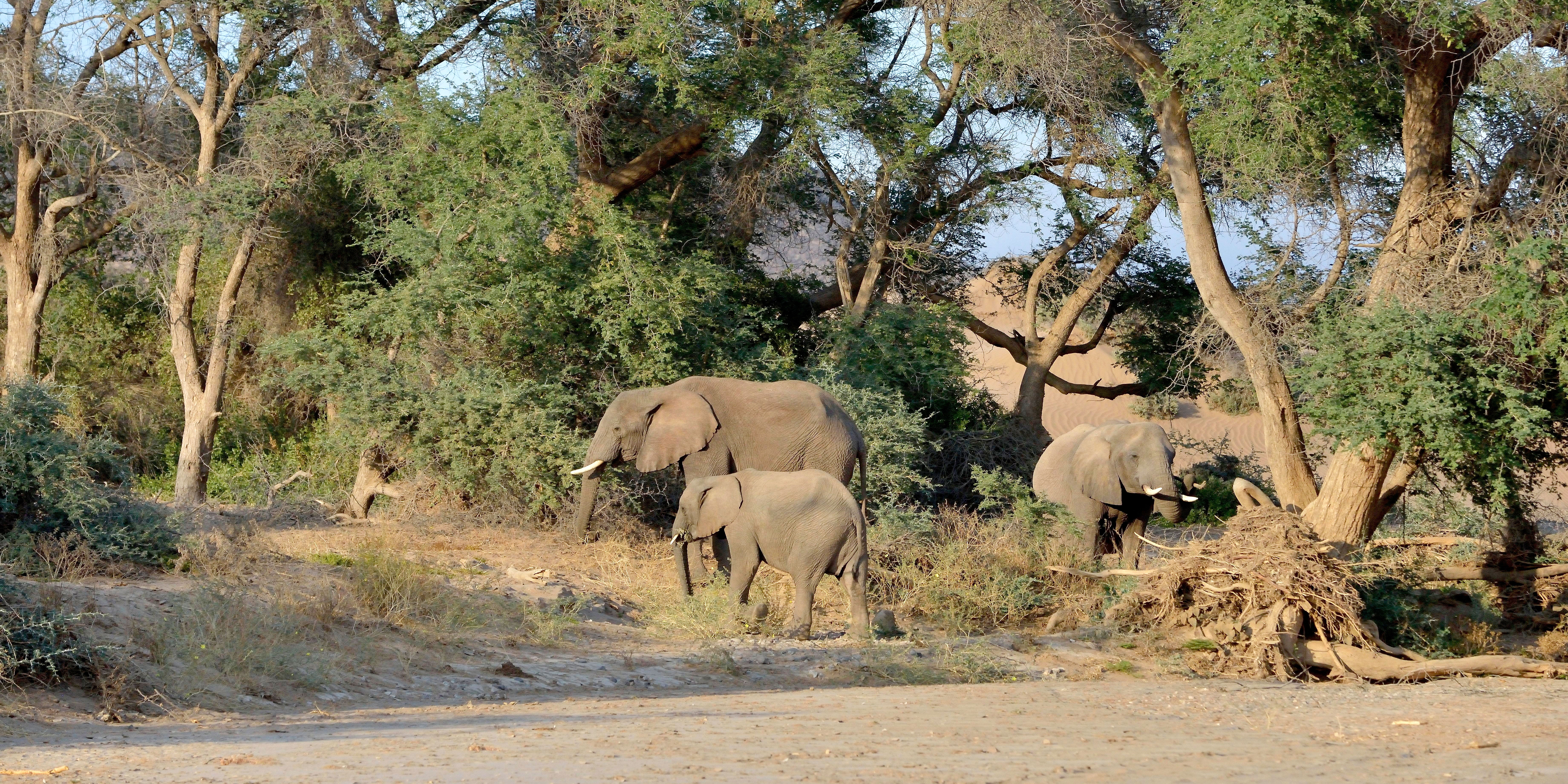 Namibia Rundreise 10 Tage – Sossusvlei, Etosha & Swakopmund entdecken