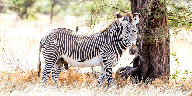 safari-au-kenya-et-randonn-e-face-au-mont-kenya-tourlane